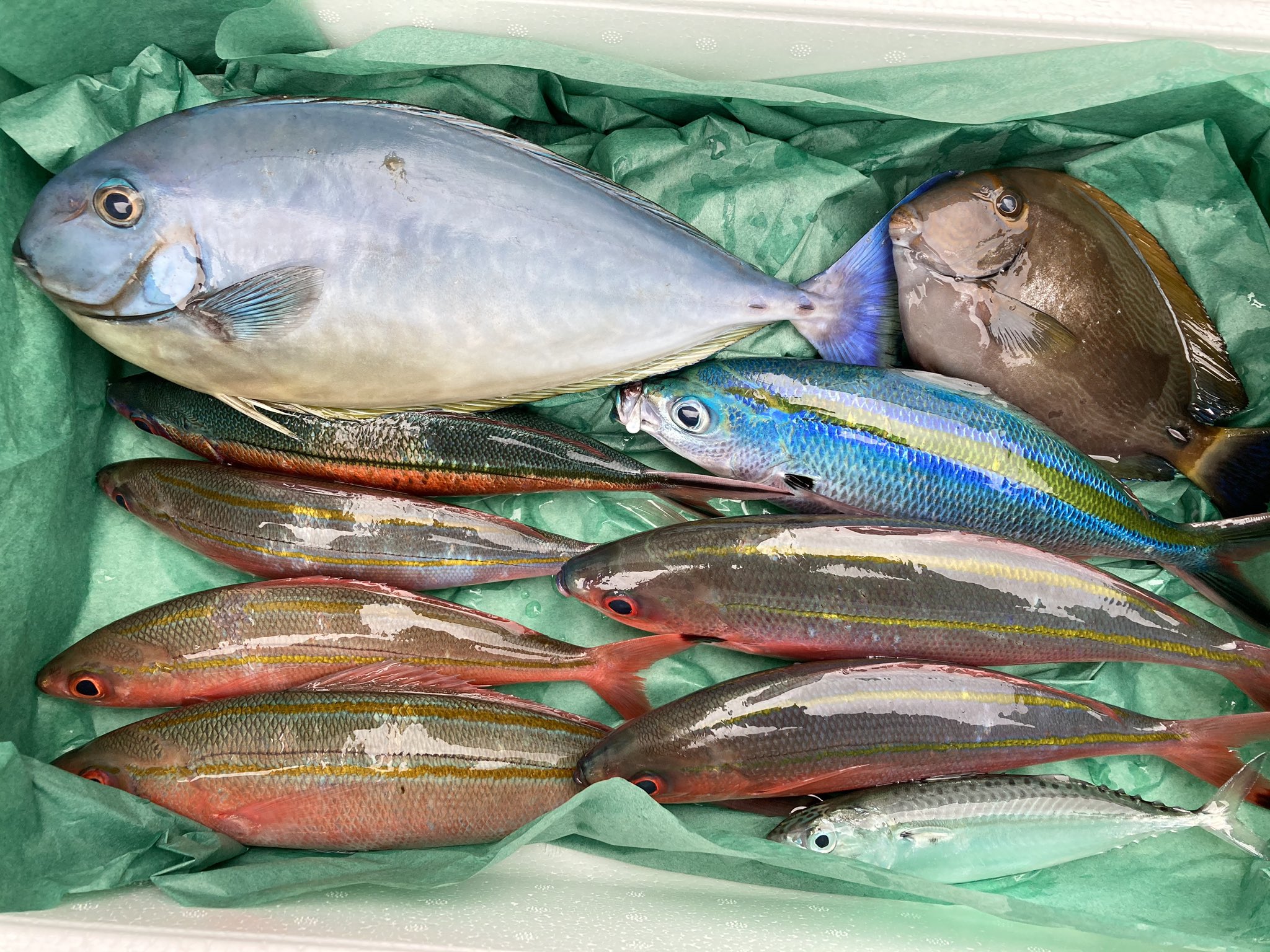 十六夜にゃも Hungry Tiger ちなみにこの前 沖縄で釣りした時の魚 左上からヒレーカー テングハギモドキ その下がグルクン クマササハナムロ その下もグルクン タカサゴ 右上がトカジャー ニセカンランハギ その下の青いのがヒラーグルクン ササムロ