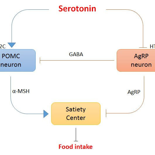 b. Vitamin D can increase levels of serotonin, a neurotransmitter that regulates everything from mood to sleep regulation. Serotonin also controls appetite and can increase satiety, reduce body weight, and decrease calorie intake.  https://pubmed.ncbi.nlm.nih.gov/22249823/ 