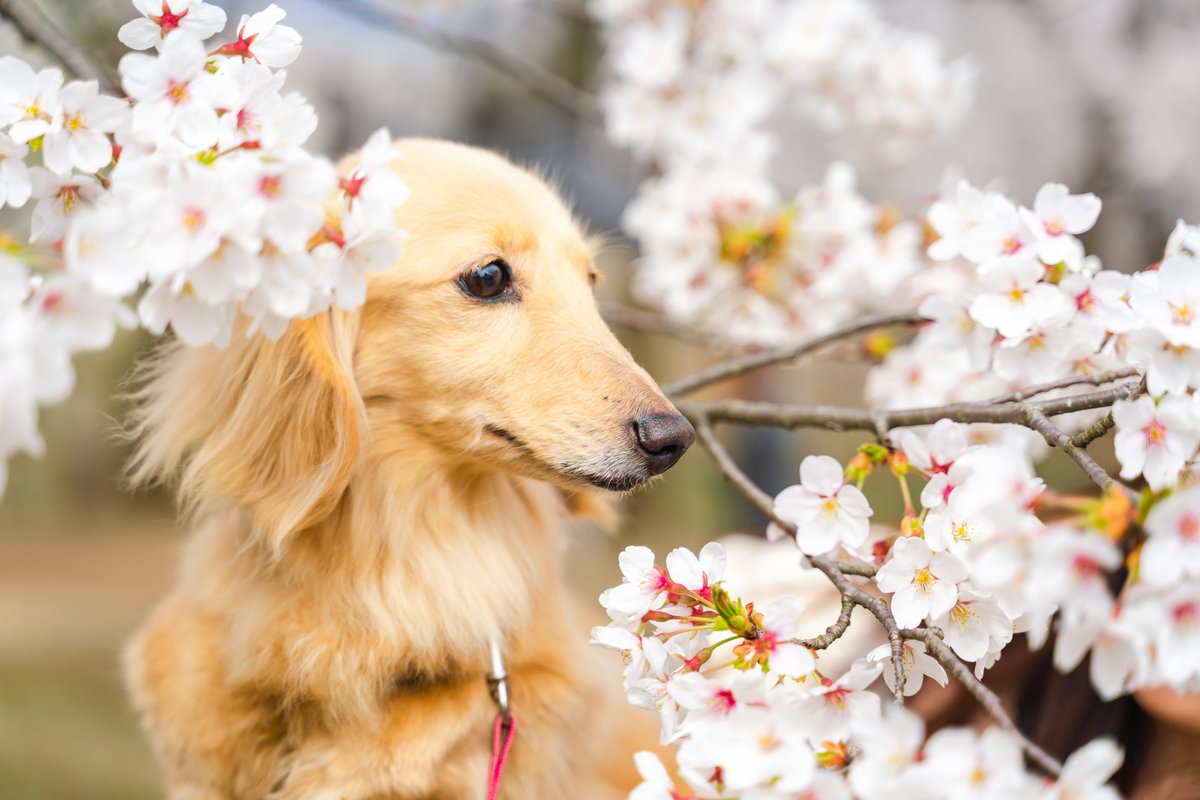 Seki 桜をまとうワンコ 桜 犬 ダックス Seki 桜をまとうワンコ 桜 犬 ダックス