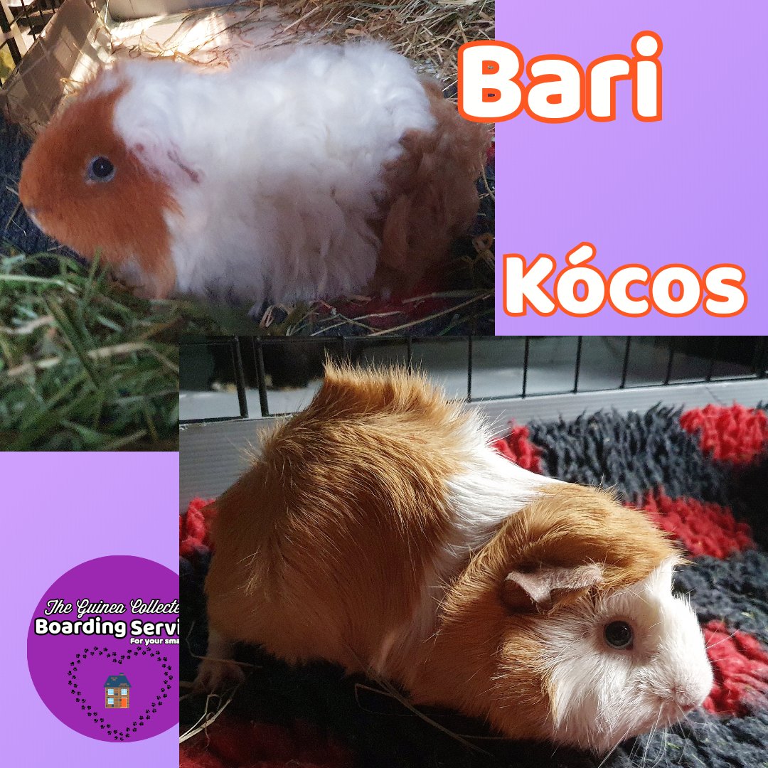 GuineaCollected's tweet photo. Please welcome
#TheGuineacollected #petboarding #Manchester #GuineaPigs https://t.co/husLwBnS0s https://t.co/lRSCDItwfC