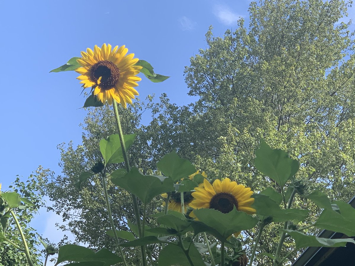 simonvb46's tweet image. The sunflowers given to the boys from @RondoutS this spring, going strong at about 10ft tall.