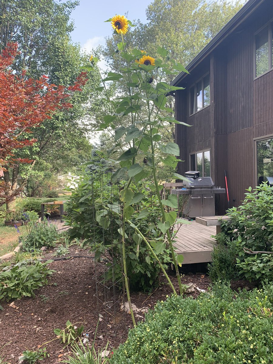 simonvb46's tweet image. The sunflowers given to the boys from @RondoutS this spring, going strong at about 10ft tall.