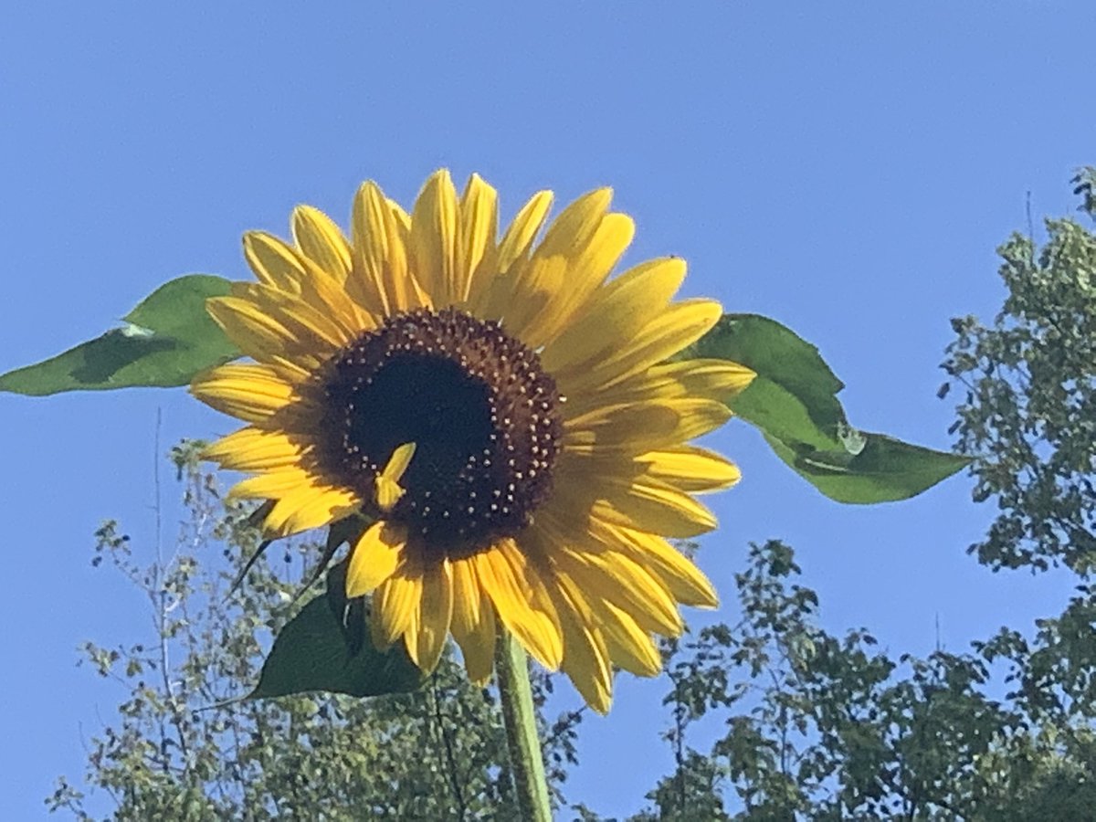 simonvb46's tweet image. The sunflowers given to the boys from @RondoutS this spring, going strong at about 10ft tall.