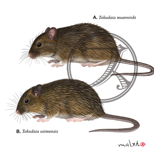 Malth マルスさんはtwitterを使っています ネズミ亜科のネズミ集63 リアルピカチュウを探そう 日本の南西諸島に生息する A オキナワトゲネズミ Okinawa Spiny Rat B アマミトゲネズミ Ryukyu Spiny Rat 野生動物 動物マニア 博物画 動物イラスト デジタル Malth マルスさんはtwitterを使っています ネズミ亜科のネズミ集63 リアルピカチュウを探そう 日本の南西諸島に生息する A オキナワトゲネズミ Okinawa Spiny Rat B アマミトゲネズミ Ryukyu Spiny Rat 野生動物 動物マニア 博物画 動物イラスト デジタル