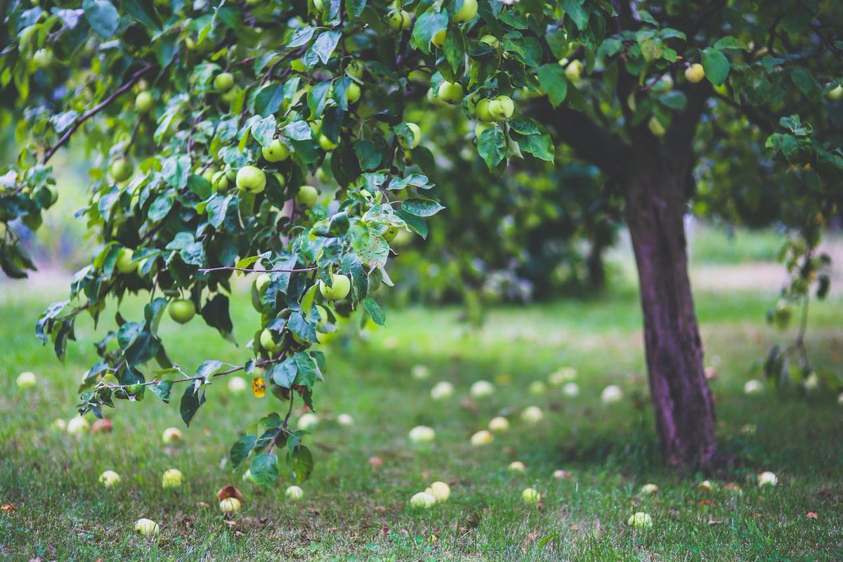 Learn how to make your own apple cider and vinegar with local expert Leo Jordan in our Community Orchard, 19th Sep 🍏 For more info and to book: eventbrite.co.uk/e/apple-cider-… #workshop #Nottingham