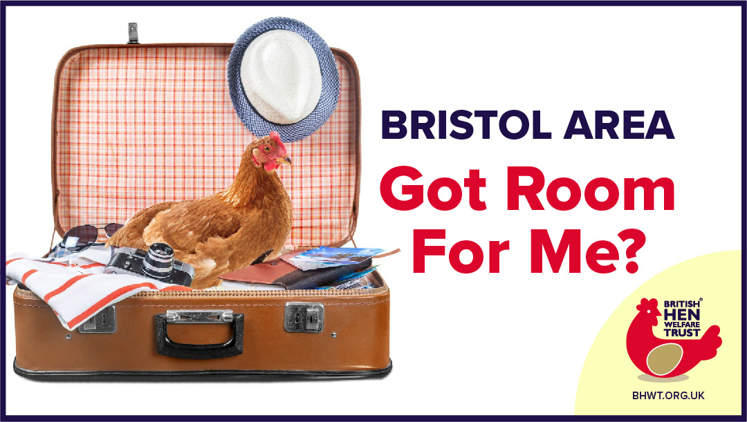 BRISTOL! We urgently need you to save some deserving hens this weekend. Please contact us and help save some lives! ow.ly/T4mX50BbuSF