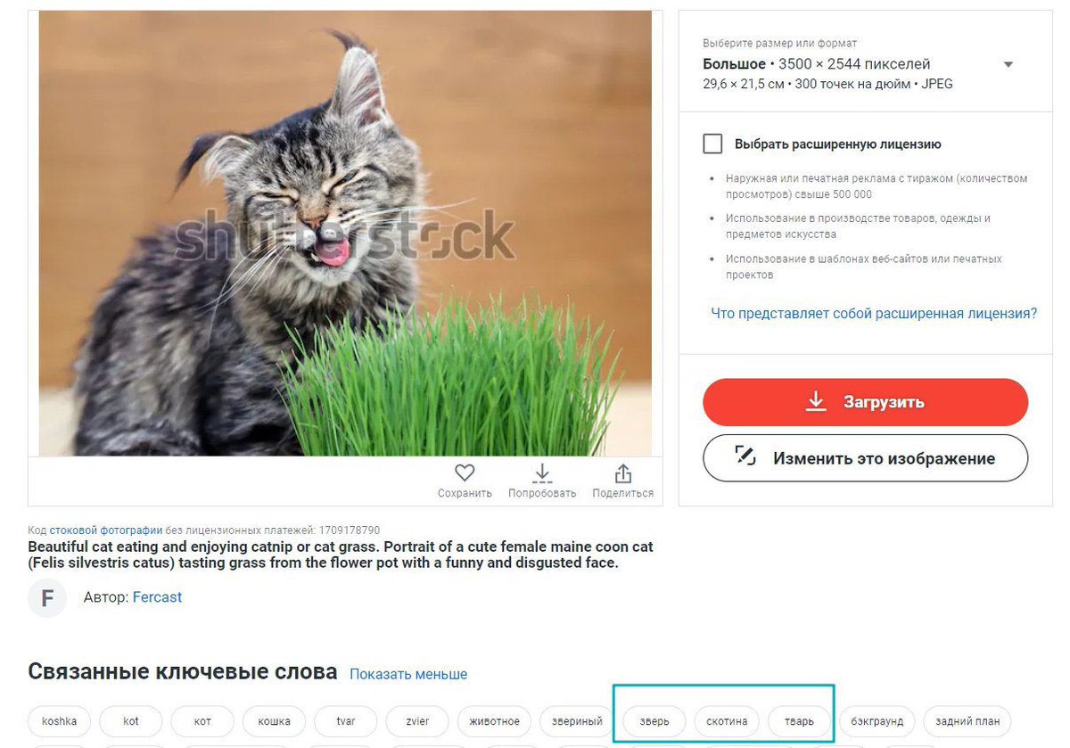 Котэ на фото, похоже тот еще засранец!!!

Из схожей серии:
— мама, а где наш старый кот?
— в аду, сынок, в аду, ссыт, сука в тапки дьяволу.

#cat #funny #юмор #shutterstock