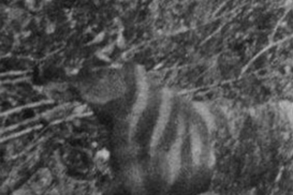 The photo – a single black and white image – shows a vaguely dog-shaped, long-tailed mammal in the scrub, assumed to be a predatory marsupial of some sort, but one which doesn’t match anything known to science.
