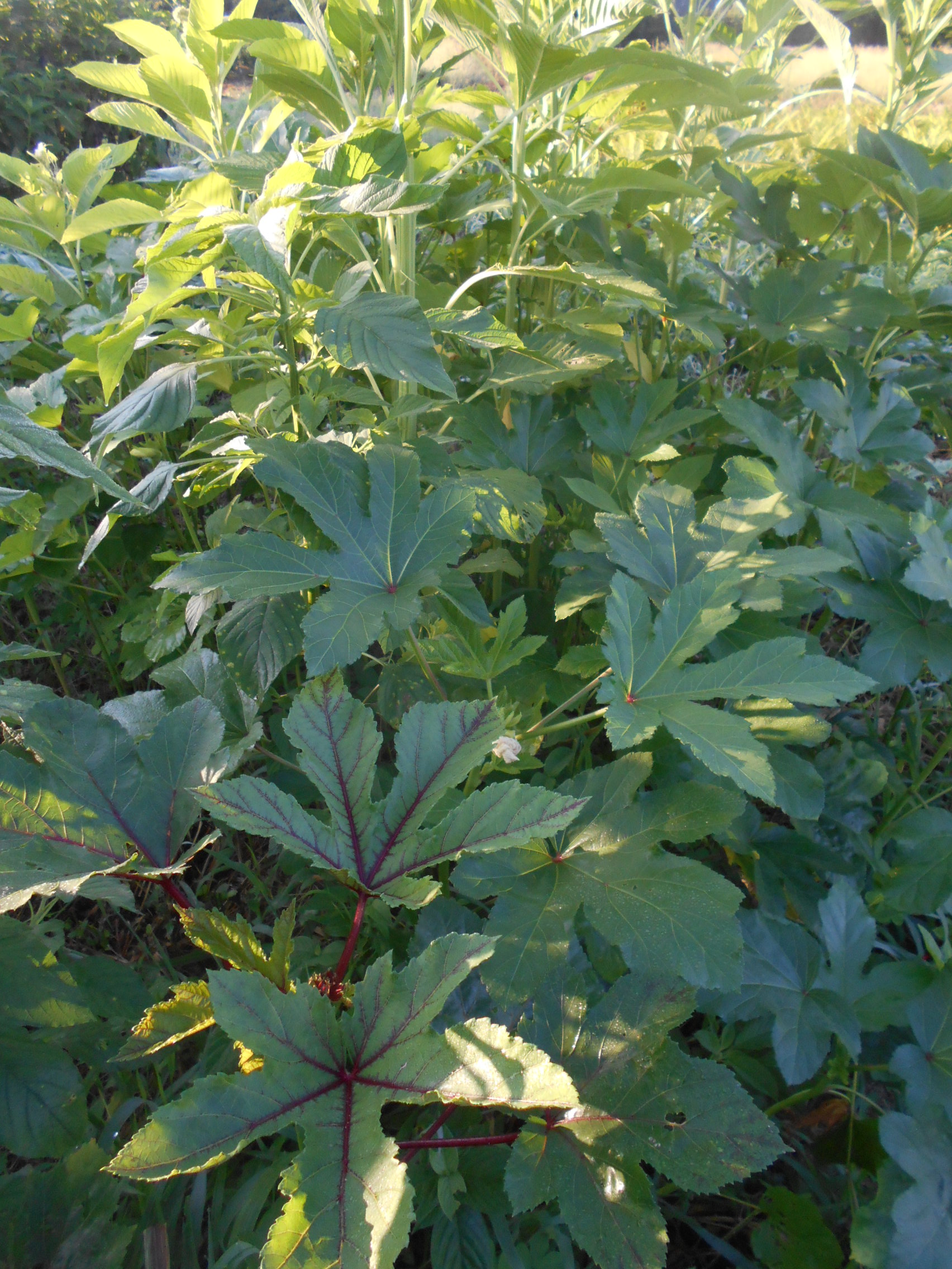 一反百姓 じねん道 地球市民皆農 Everyone Be One Seed Farmers じねん道 の オクラ は 何故柔らかいのか Q お客さんの声 答え さまざまな植物 野菜 緑肥 下草 と一緒に育っているから コンパニオンプランツ アレロパシー 他感