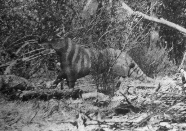 Time to embark on another of my  #cryptozoology PHOTO MEGA-THREADS (from hereon,  #TetZoocryptomegathread). Today: Rilla Martin’s 1964 Ozenkadnook tiger photo, aka the ‘Rilla critter’ photo, from western Victoria, Australia. It's one of my favourite mystery animal photos. Ok...