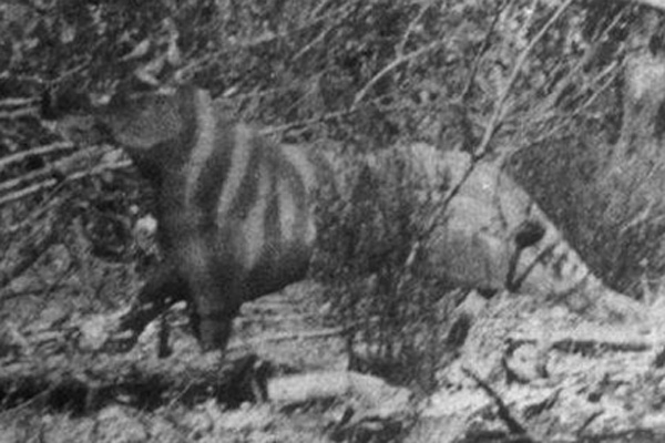 The photo – a single black and white image – shows a vaguely dog-shaped, long-tailed mammal in the scrub, assumed to be a predatory marsupial of some sort, but one which doesn’t match anything known to science.