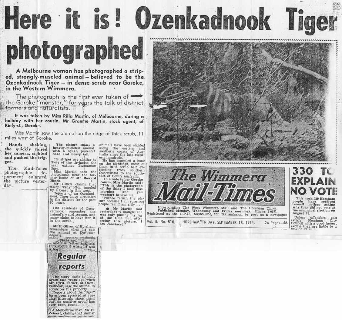 By September 18th 1964, the photo had made its way to The Wimmera Mail-Times [WMT] (Wimmera is a region in eastern Victoria), and from there to the Sydney Morning Herald, and this is where national interest took off.  #cryptozoology