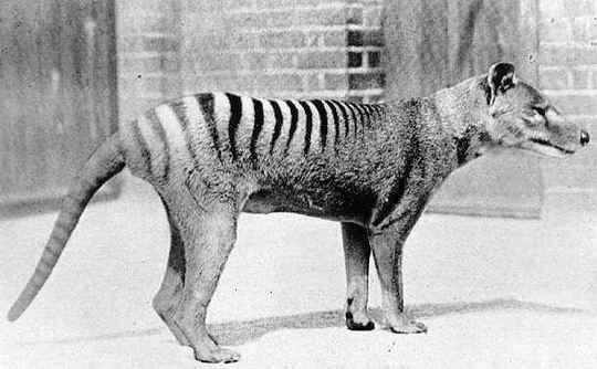 The fact that it was dubbed a ‘tiger’ means, I think, that it was imagined to be a  #TasmanianTiger or  #Thylacine, aka Tassie tiger. Here, we need to go on a brief diversion on Australasian  #mammals and the history of Australasian  #cryptozoology…