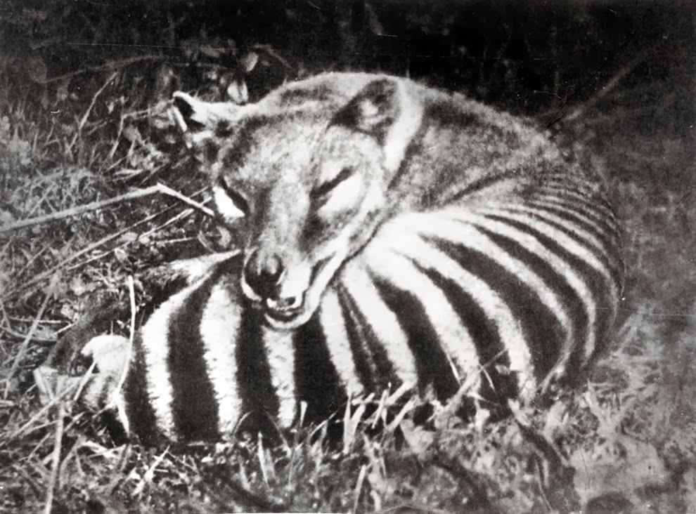 The  #Thylacine, as you likely know, is/was a superficially dog-like predator marsupial which – prehistorically – occurred on the Australian mainland, Tasmania, and on New Guinea too.