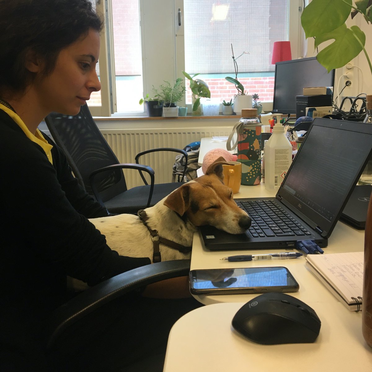 Our Chief Attention Seeker Shiva is doing her job very well!
#doglovers #officedog