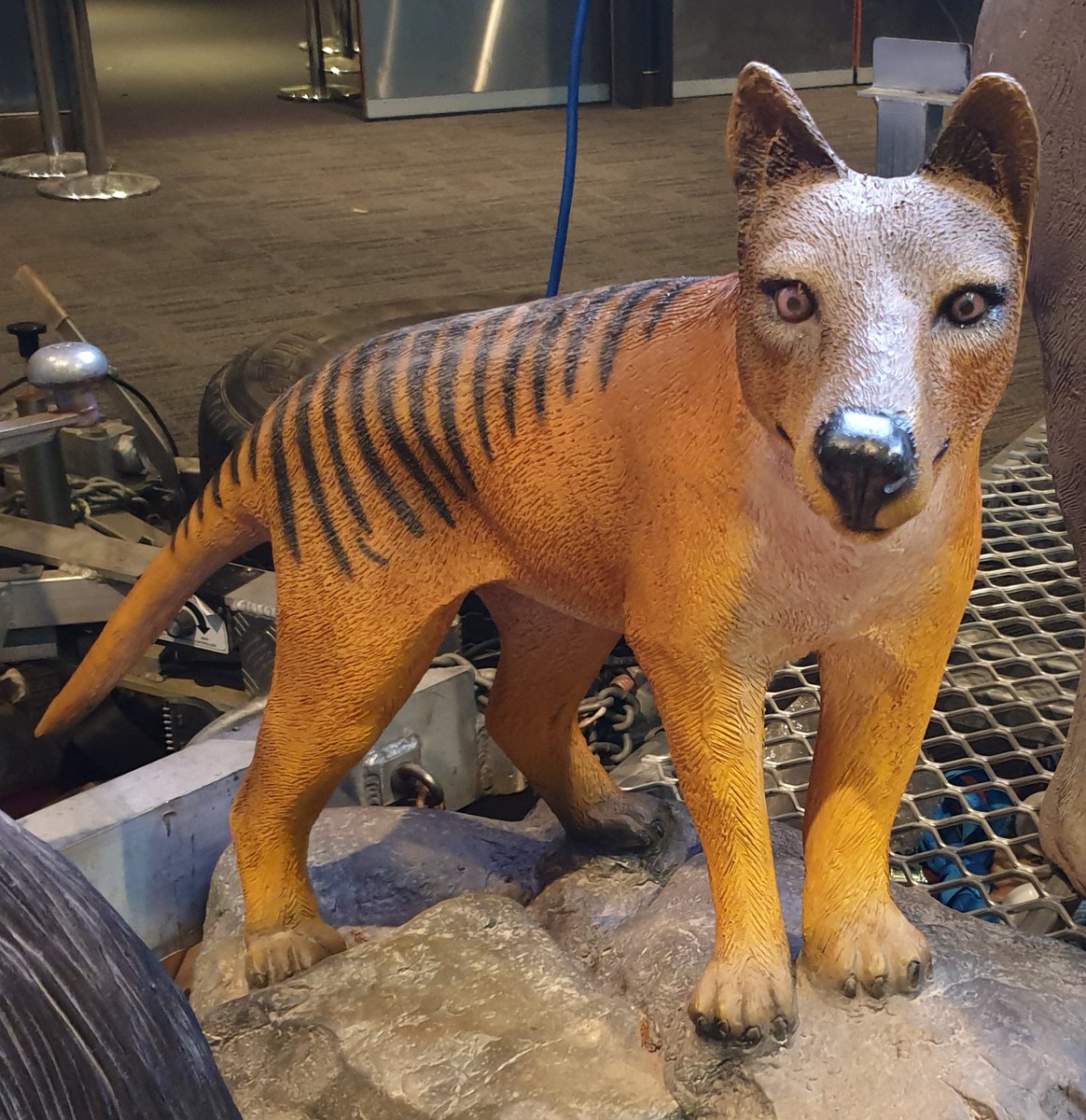 The  #Thylacine, as you likely know, is/was a superficially dog-like predator marsupial which – prehistorically – occurred on the Australian mainland, Tasmania, and on New Guinea too.