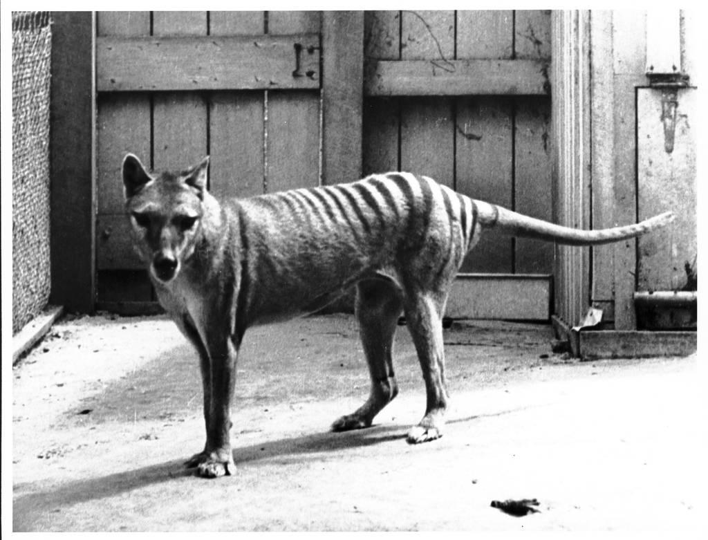 When Europeans invaded Australia,  #thylacines had been absent from the mainland for c 3000yrs and present only on Tasmania. Persecution meant that it was soon declining here too: the last known individual (a captive, often said – incorrectly – to be named Benjamin) died in 1936..