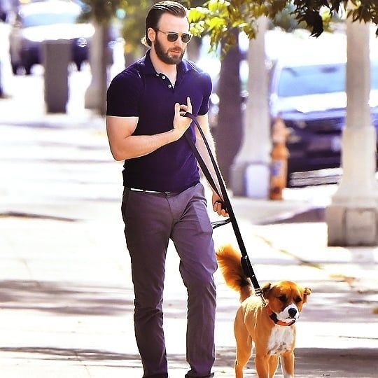 Chris Evans with the dogs; a thread
