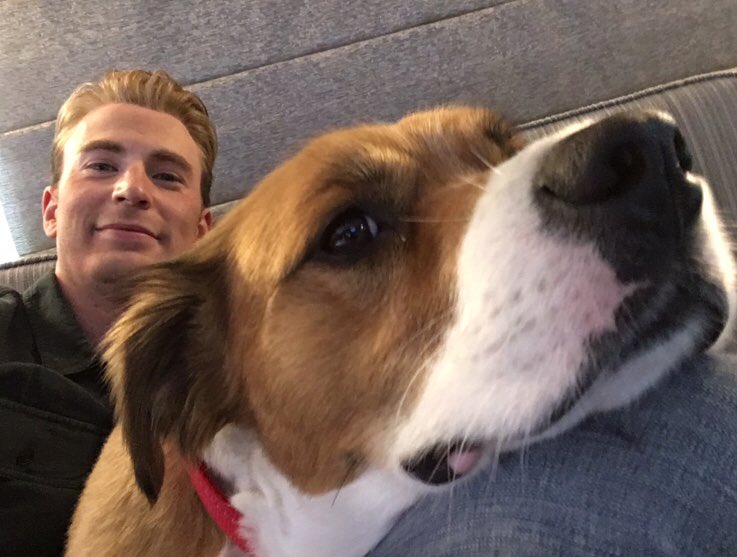 Chris Evans with the dogs; a thread