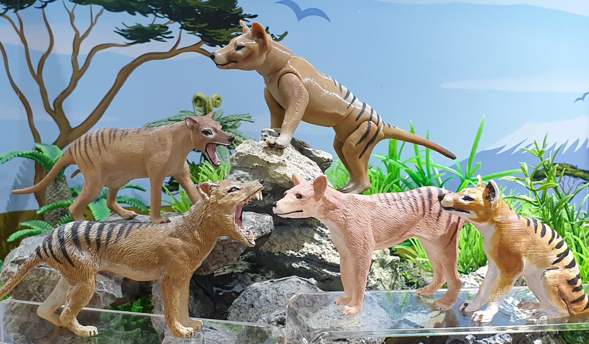 While there was, then, an implication from journalists that Martin’s photo depicted a ‘mainland  #thylacine’, the problem is that the animal in her photo doesn’t look like a thylacine at all (read on). Ok, it has stripes, but that’s it. Oh, here are some thylacine toys I have :)