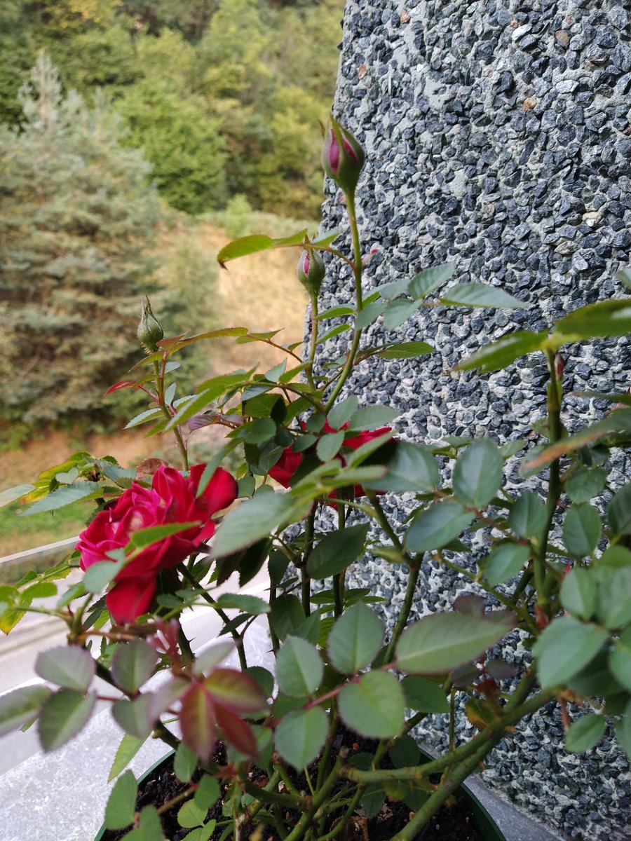 gisaand's tweet photo. El meu roser, despunta de nou, t'he après a cuidar i ara tu em regales bellesa! 5 roses de setembre ! Com es cuida un roser a la temporada tardor-hivern? #enaturam #roses #roserdesantjordi https://t.co/V98Jt3bDQv