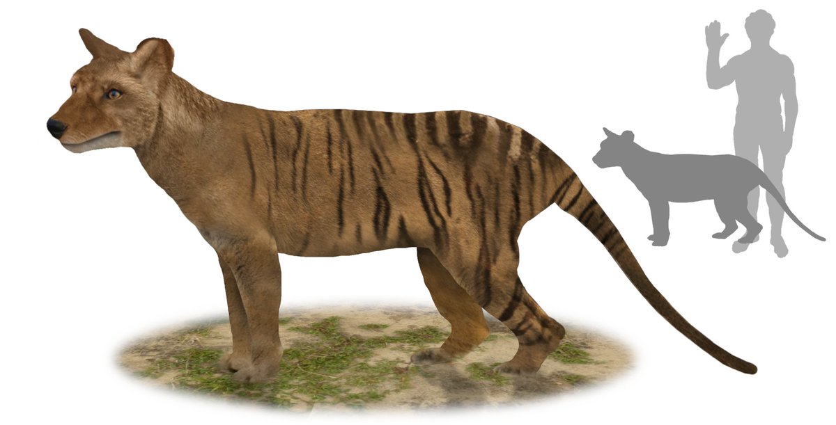 Maybe, they’ve said, this is evidence that the large fossil thylacine Thylacinus potens is alive and well (reconstruction of T. potens by Tim Bertelink). This is a fairly desperate explanation which lacks any backing from other evidence, so I have to say no on its being likely.