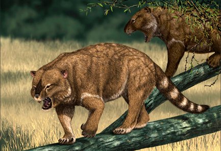 Thylacoleonids are a fossil group related to wombats, koalas and possums, the largest species of which (like Thylacoleo carnifex) were leopard or lion-sized. These are enigmatic animals which we’re still unsure about – they lack modern analogues (art by Jaime Chirinos). But…