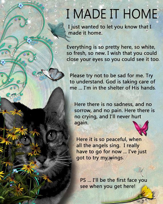 prayer for pets death