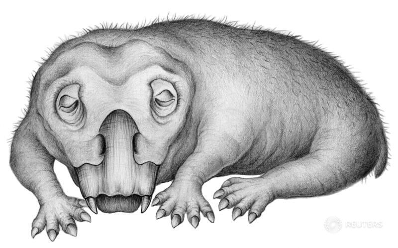 ReutersScience's tweet photo. The tusks of a stoutly built plant-eating mammal relative that inhabited Antarctica 250 million years ago are providing the oldest-known evidence that animals resorted to hibernation-like states to get through lean times such as polar winters https://t.co/aMpHuMGddZ 1/4 https://t.co/0ZRScm57wO