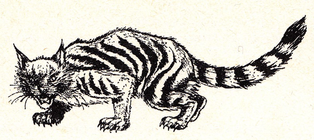 Therein, Heuvelmans discussed the Queensland tiger as a real unknown animal, featured a reconstruction of its life appearance, and suggested that it might show Thylacoleo to be alive and well in the 20th century. This then became a popular idea in the cryptozoological literature.