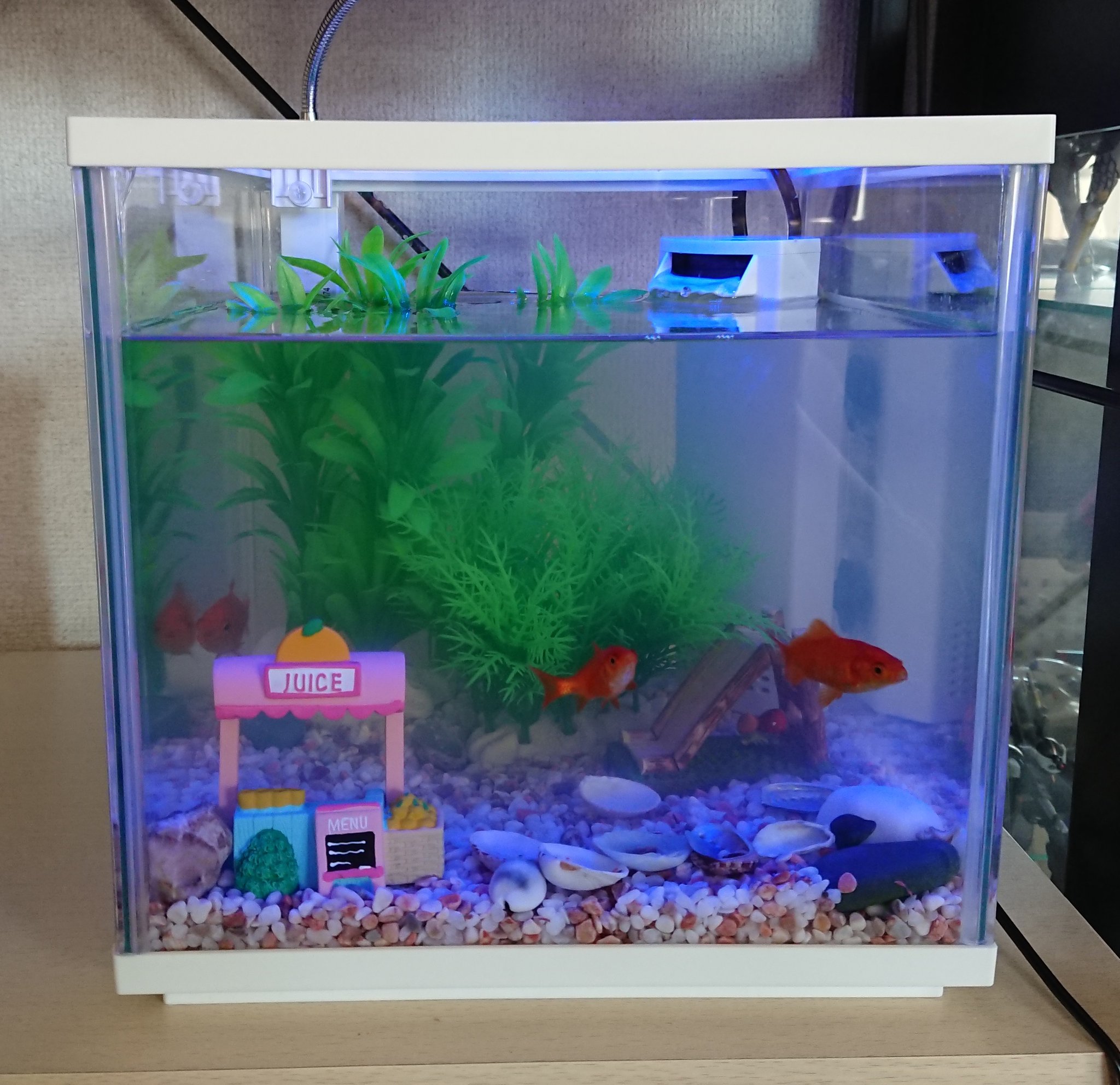 高柳ゆずる Willow Works Pa Twitter 去年の秋飼い始めた お祭り金魚 が運良く死にもせずバカでかく育ったので水槽サイズアップ 昔はこんなに小さかったのにね 今はただの悪食な受刑者みたいな感じで飯くれ飯くれ態度が悪くかなり鬱陶しい T Co