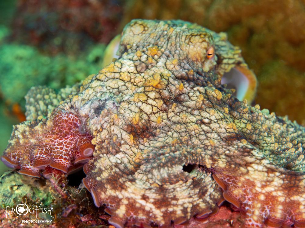 Which #marine creature do you find hardest 👀 to spot? #Octopus are extremely intelligent 🐙 and masters of disguise! A great find by our buddies from <a href="/FrogfishPhotos/">Nick Robertson-Brown</a> during #PureDiveFest 2019.
#PureDiving #PureGrenada #ScubaDiving #PureGrenadaJustForYou #ParadiseAtHome