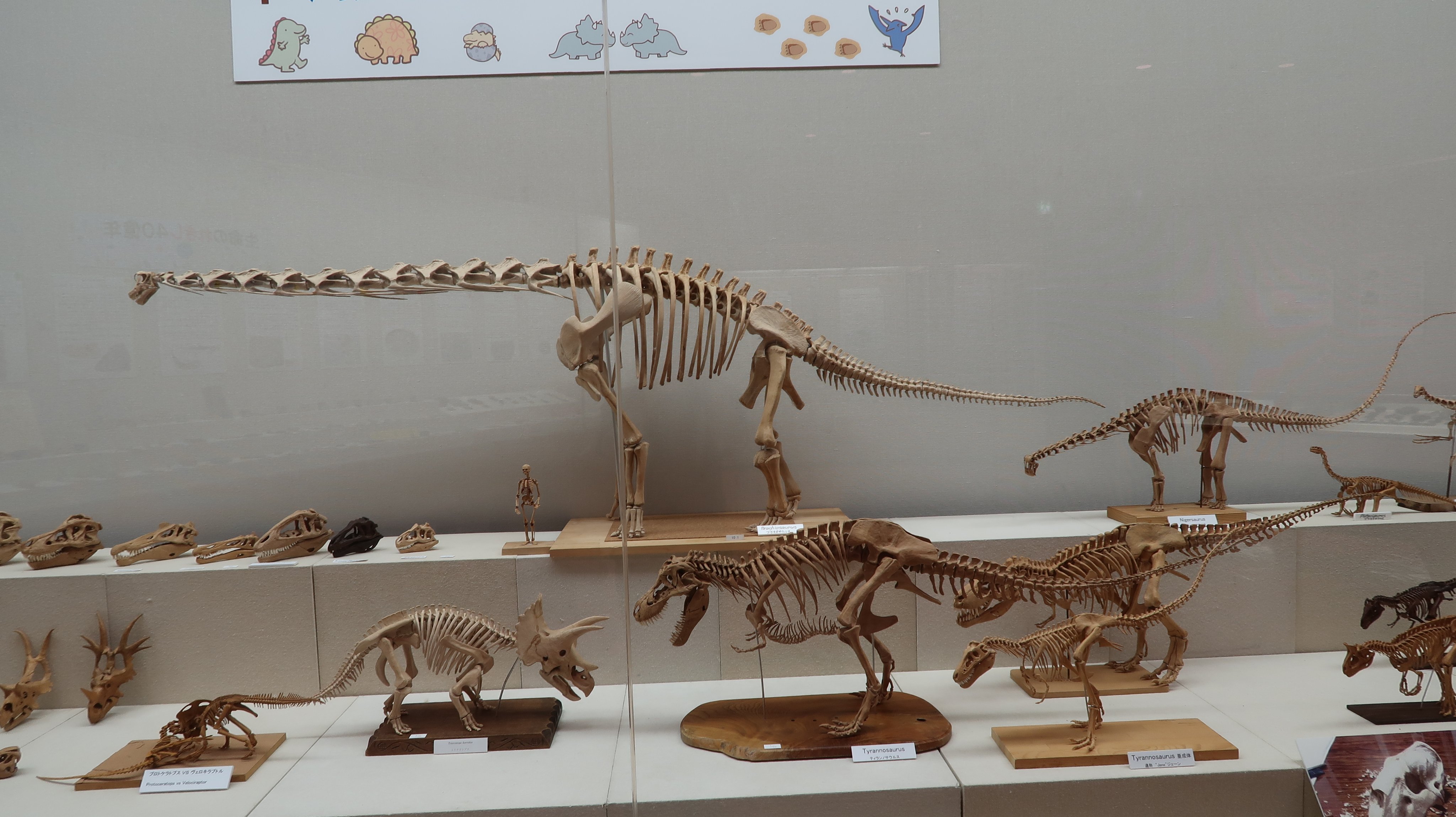 木彫 恐竜 コスモケラトプス 110スケール頭骨模型 木彫 恐竜