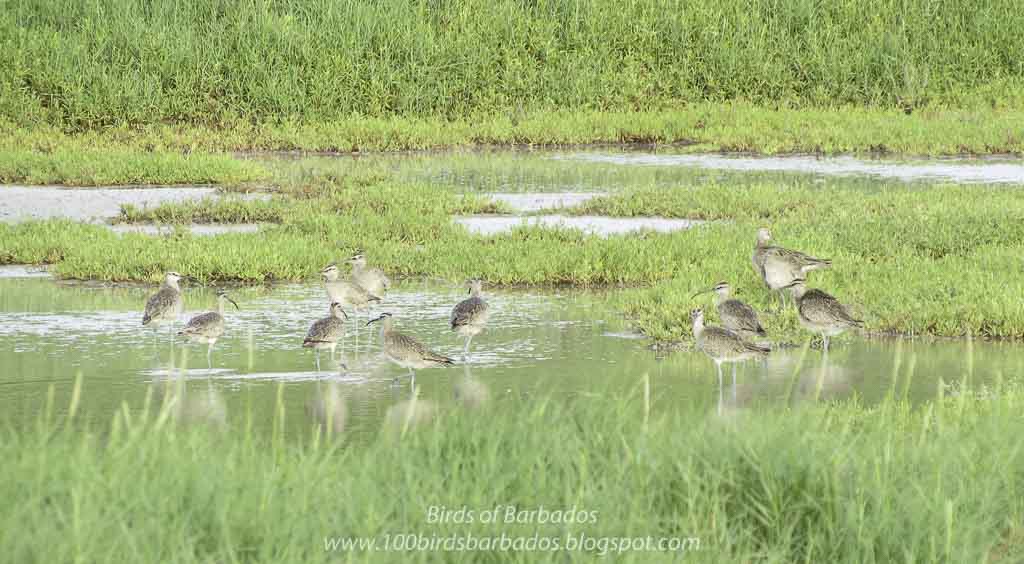 28 #Whimbrels at #ChanceryLane's swamp yesterday, 25 flew in together. it was breath taking. #Migration in full effect. #BirdsOfBarbados #shorebirds #CaribbeanBirds #CaribbeanWaterbirdCensus @Birds_Barbados @BirdsCaribbean @WHSRN @ShorebirdsDay @euthusiastic  @caymanbirding