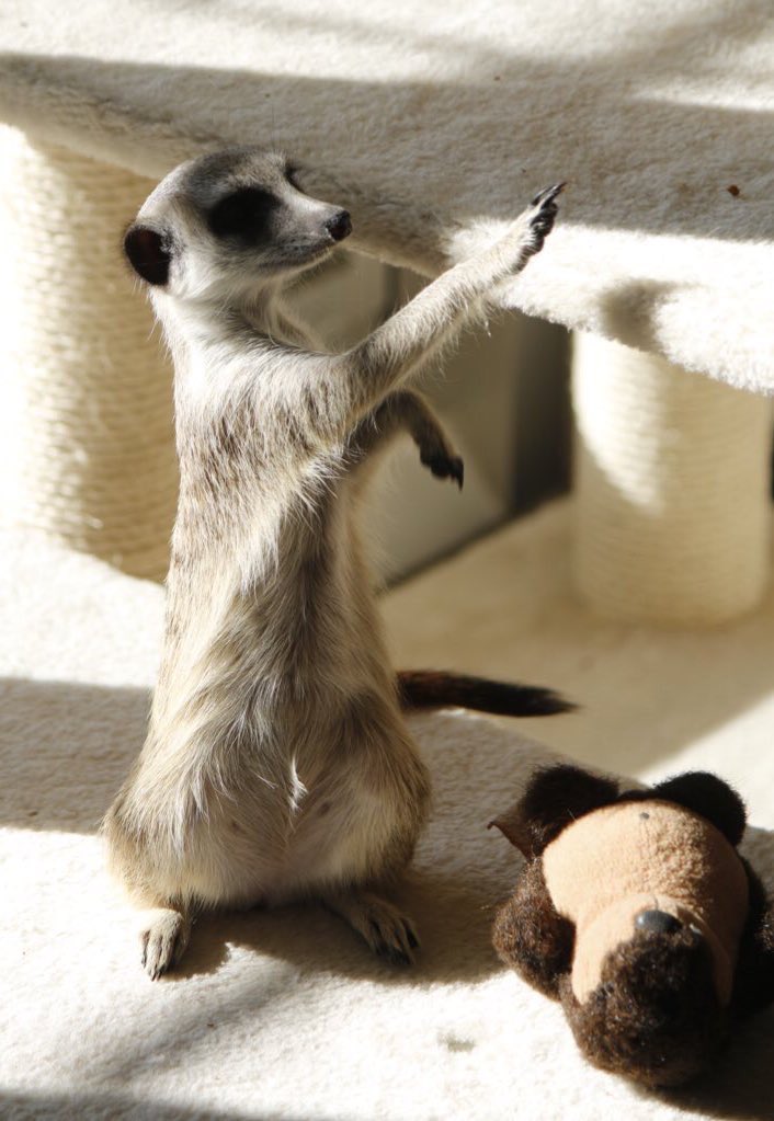 ミーアキャットの つくし Okogethe さん Twitter