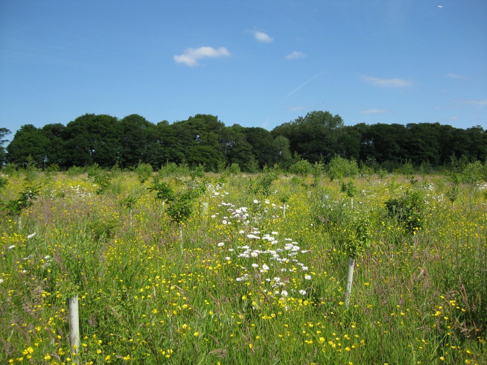 #RTplease

🌳Tree Planting Programmes are going ahead🌳

If you own or manage land in #Merseyside or North #Cheshire, contact us for independent advice about grants available for planting new woodland or managing existing woods.

ow.ly/oRqZ50AXmun
