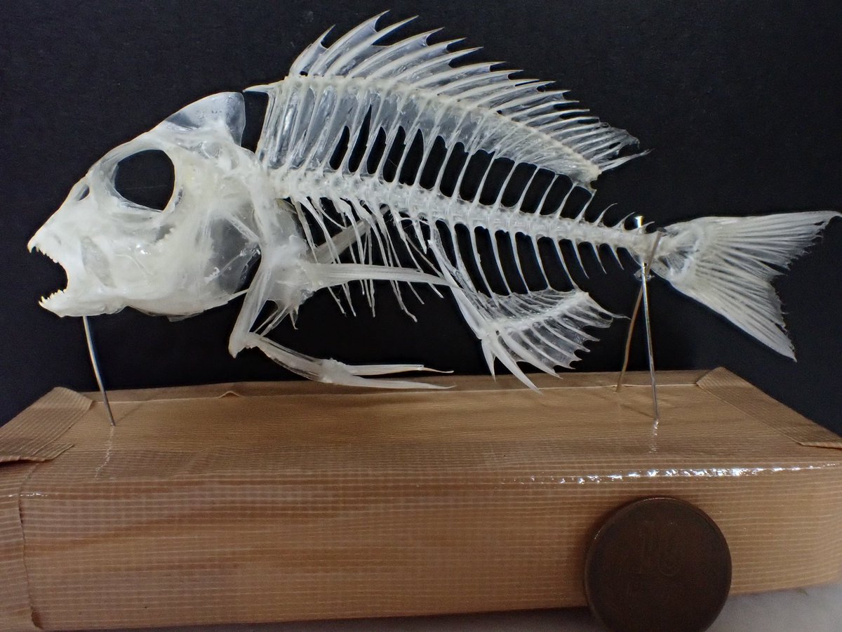 Kusuhashi Lab 楠橋研究室 愛媛大学 マダイの骨格標本が完成しました 小さい個体だったので そんなに日数がかかりませんでした 肋骨のある魚を全身骨格標本にするのは初めてだったので 色々と試しながらでしたが上手くできたのでよかったです B4