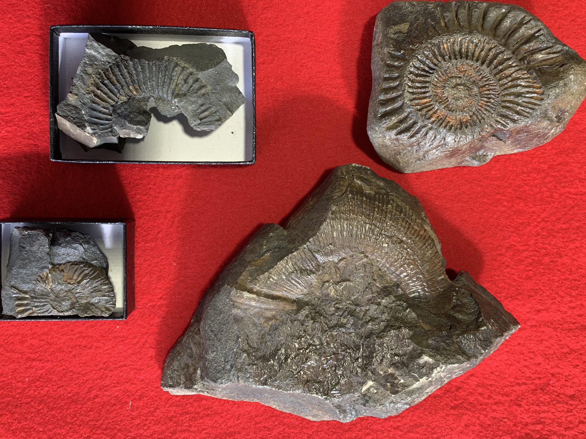 大野市公式 大野市化石発掘体験センターhorossa 化石のつぶやき No 4 アンモナイト は 恐竜 と共に約6600年前に絶滅したと考えられている海にいた生き物です 化石 として残っているのは殻の部分で 種類によって見た目は様々です Fossilfriday