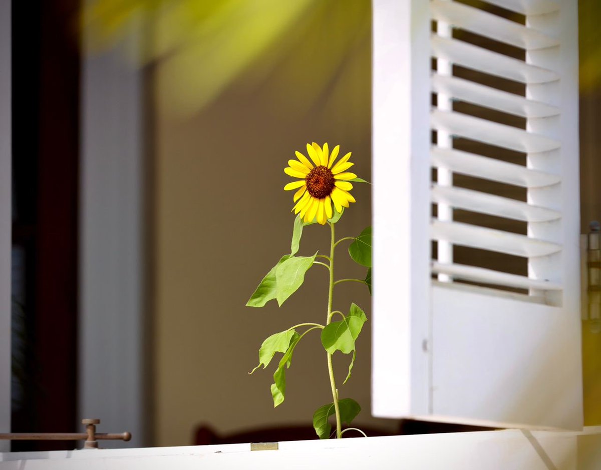 wandavazquezg's tweet photo. Desde #Jayuya llegó este hermoso girasol a @fortalezapr. Un hermoso presente, que nos recuerda que cada amanecer llega como un vivo poema de esperanza. 🇵🇷💙 https://t.co/AIeOjdjtiz