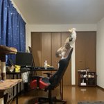 ライオンキングかな 椅子の上に乗り反り返る猫様の姿がとても凛々しい Togetter ライオンキングかな 椅子の上に乗り反り返る猫様の姿がとても凛々しい Togetter