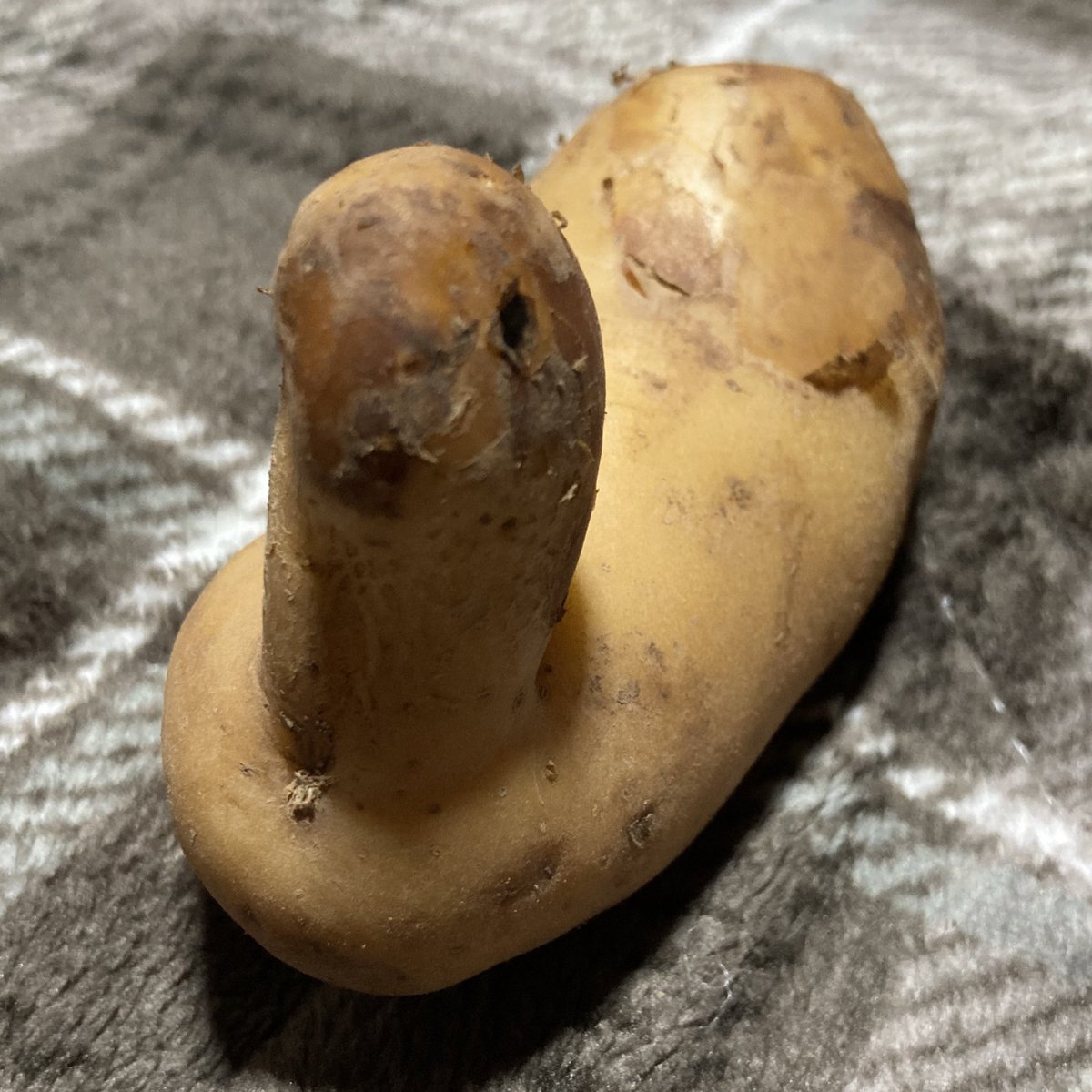 面白い食べ物 面白い食べ物