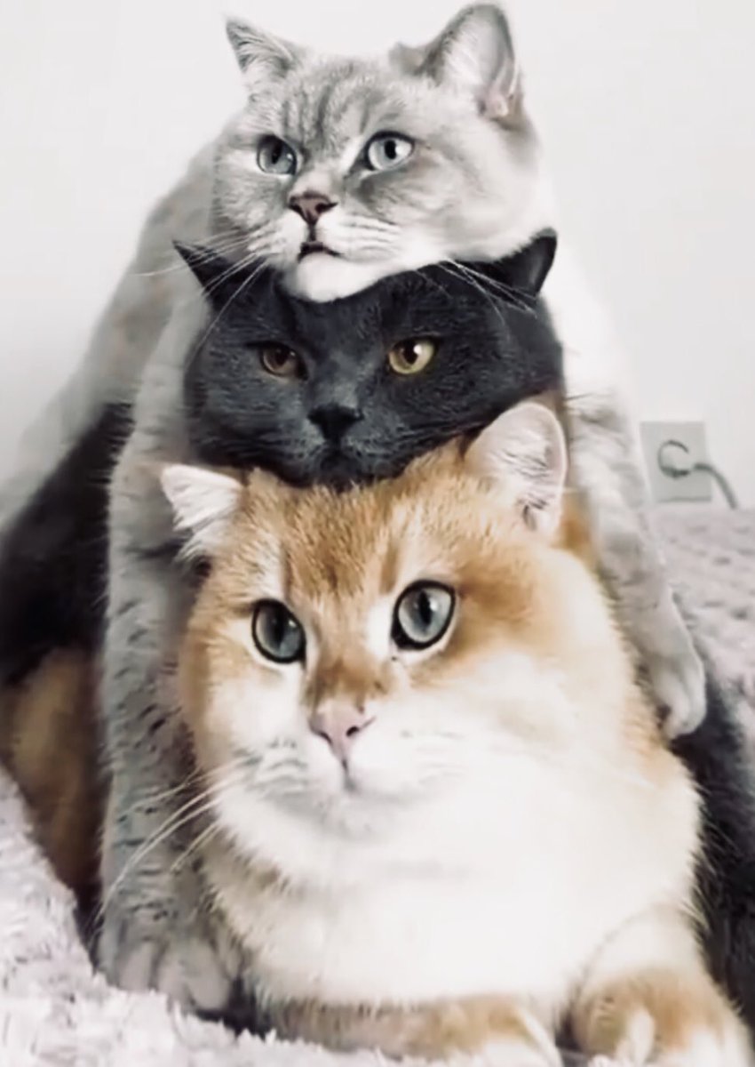 UWU cute by miheala TWT