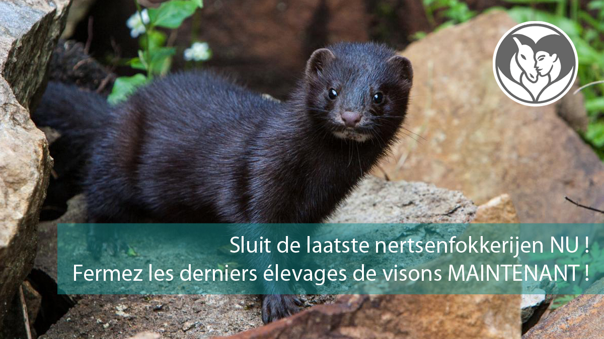 DierAnimal tweet media