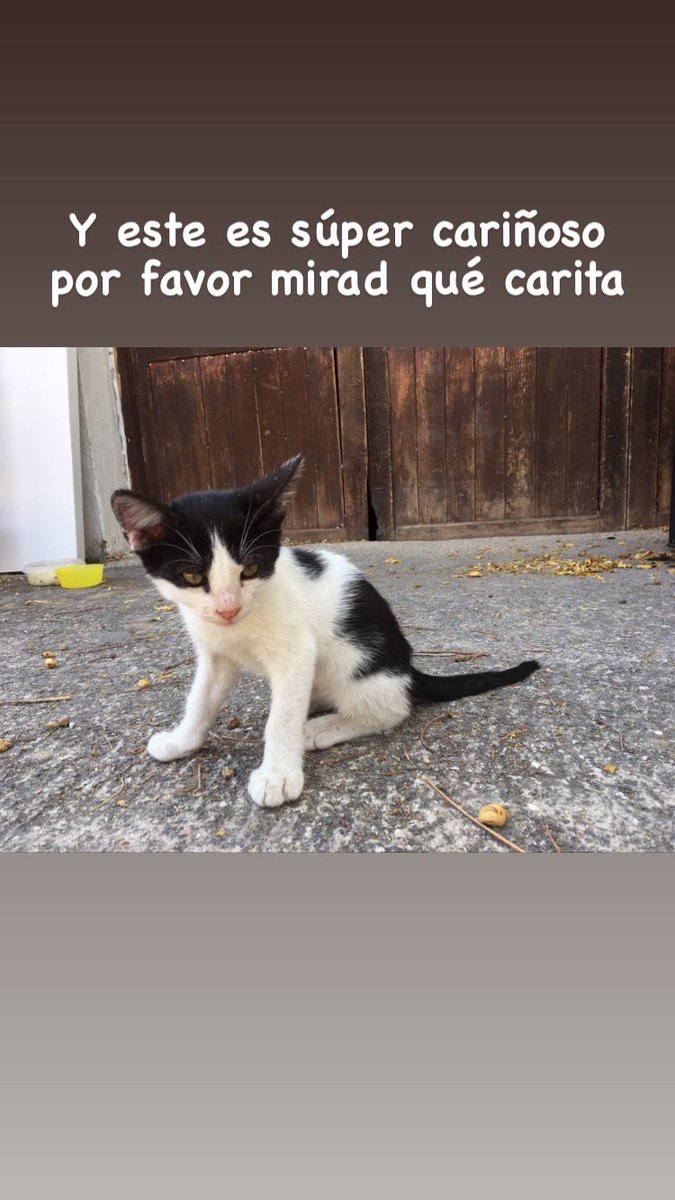 anamondej's tweet photo. Gente de Elda/Petrel/Sax porfa ayudadme a difundir! 🙏🏼 https://t.co/VOazquV0Hz