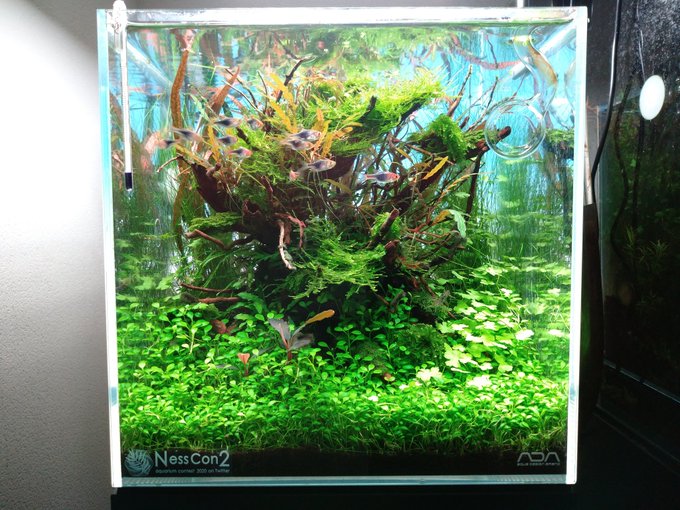 グロッソスティグマの枯れないコツ 水草絨毯の作り方 アクアリウムを楽しもう