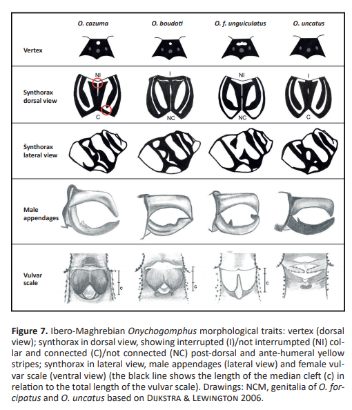 Grupo Ibérico de Odonatología tweet media