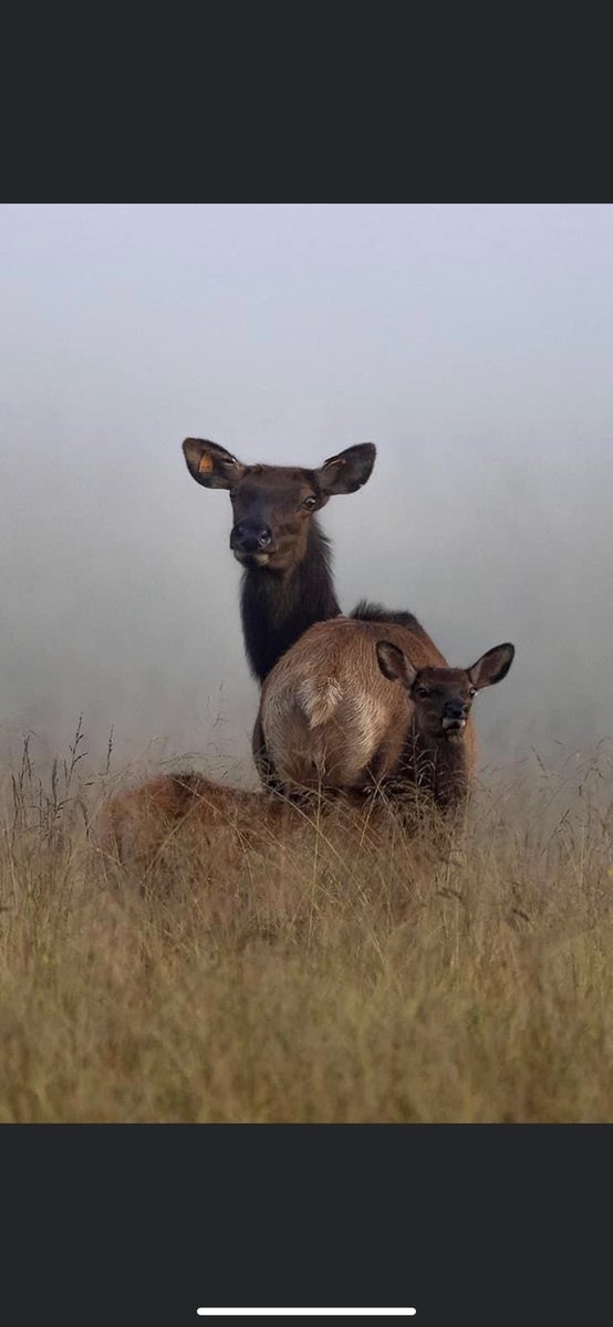 BrettBeckley's tweet photo. Some WV Elk 
pc: Mark Bias https://t.co/MRO4kGhXyv