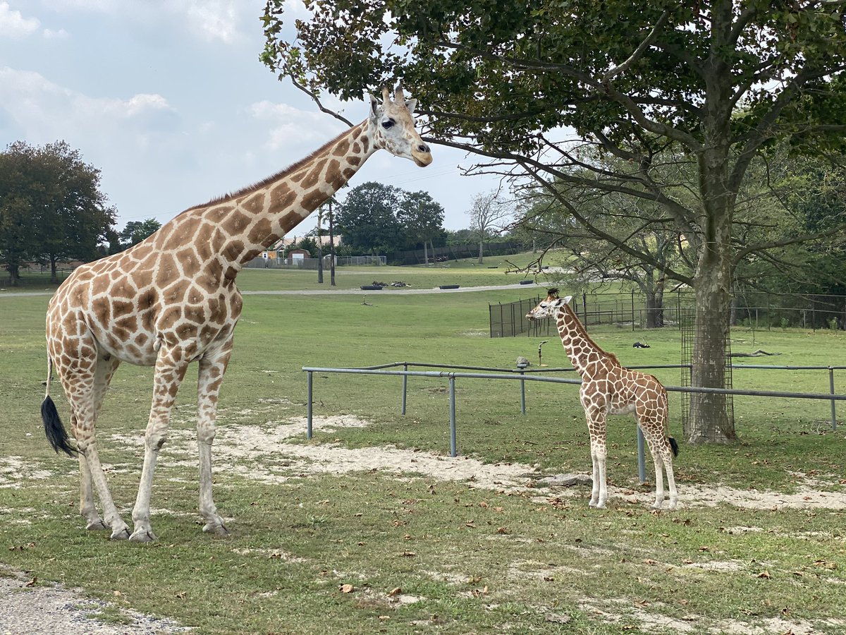 #safarioffroad #sixflags #summer2020