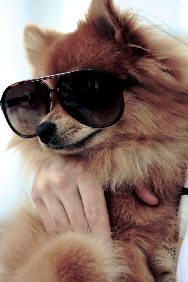 day 21 of jonny as puppies and he’s actually a puppy!! 