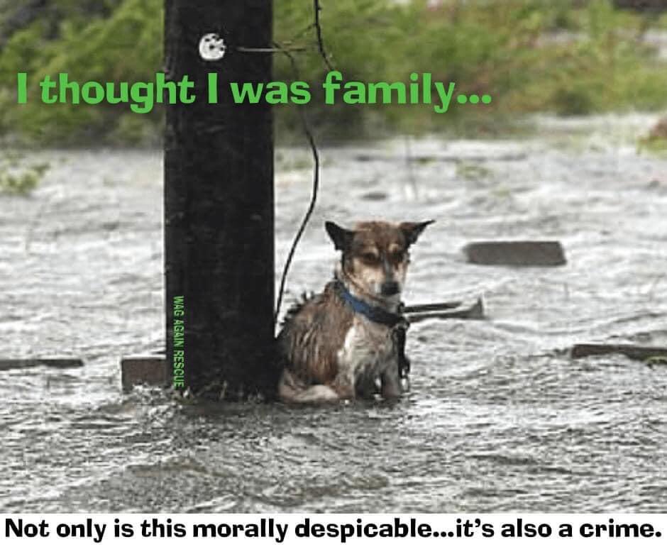 #HurricaneLaura Please don’t abandon your pets!